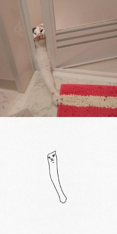 #猫猫
