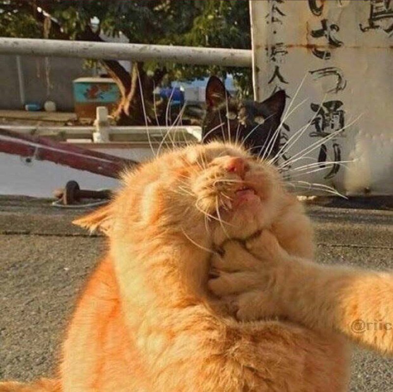 #猫猫 头像一对（原图见评论区）#猫猫 头像一对（原图见评论区）
