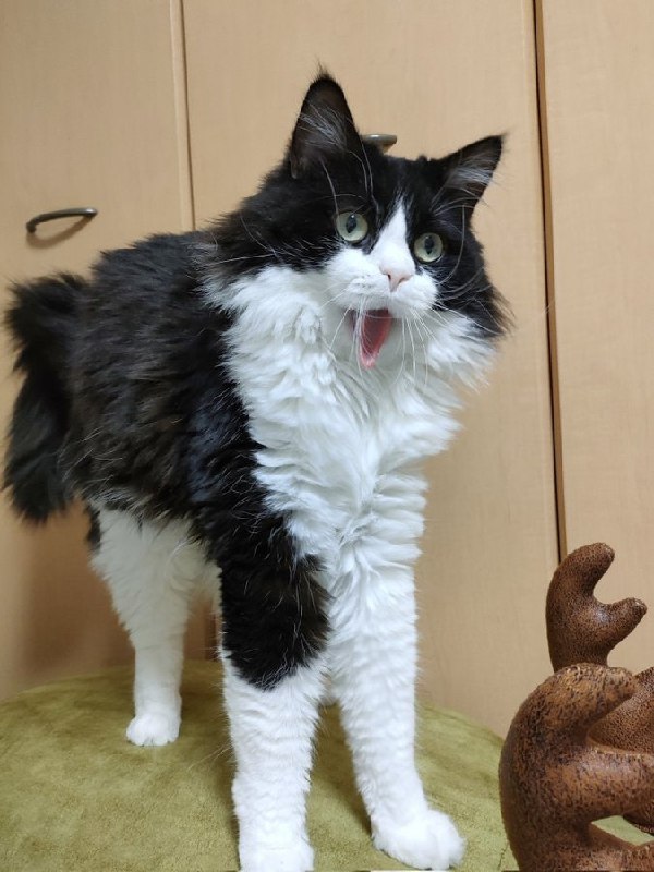 #猫猫
