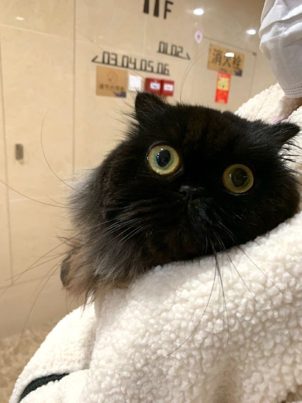 #猫猫#猫猫