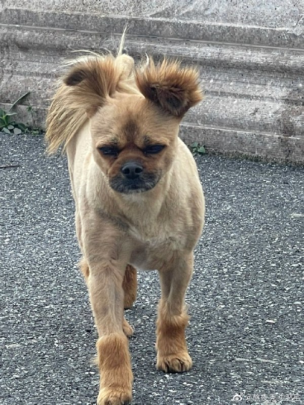 #狗狗#狗狗