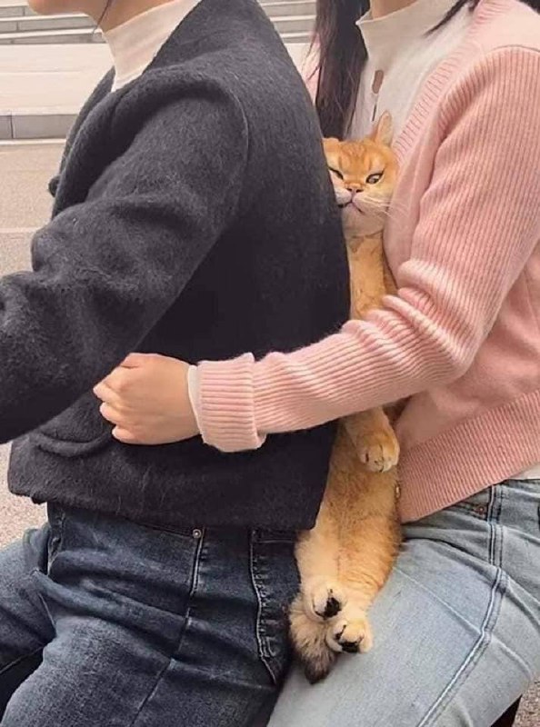 #猫猫