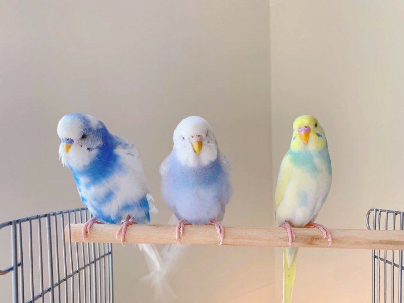 一些鹦鹉🦜一些鹦鹉🦜