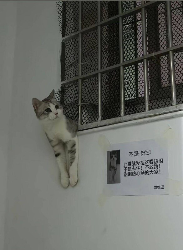 😁#猫猫