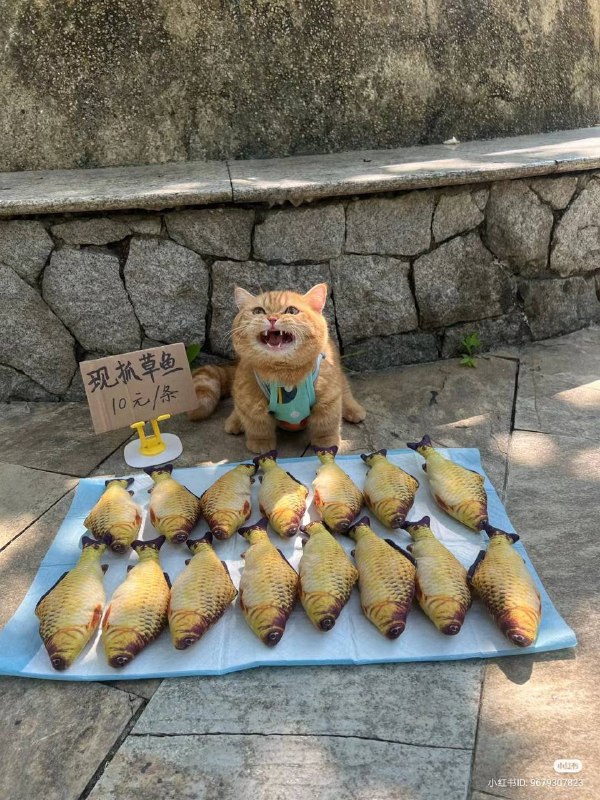 #猫猫