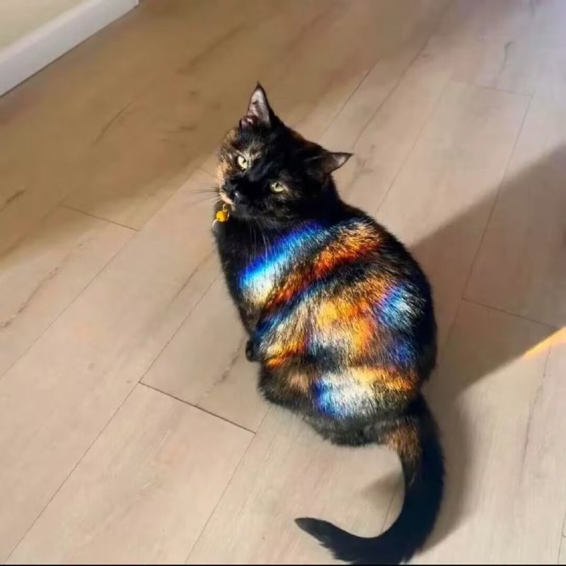 七彩琉璃猫🤩#猫猫