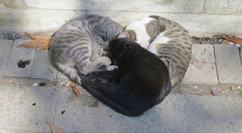 #猫猫 ❤️