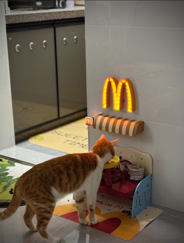 #猫猫
