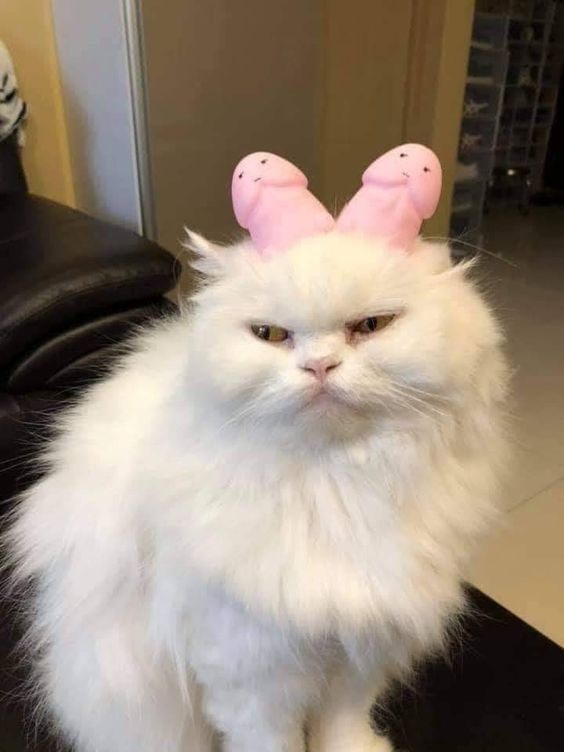#猫猫#猫猫