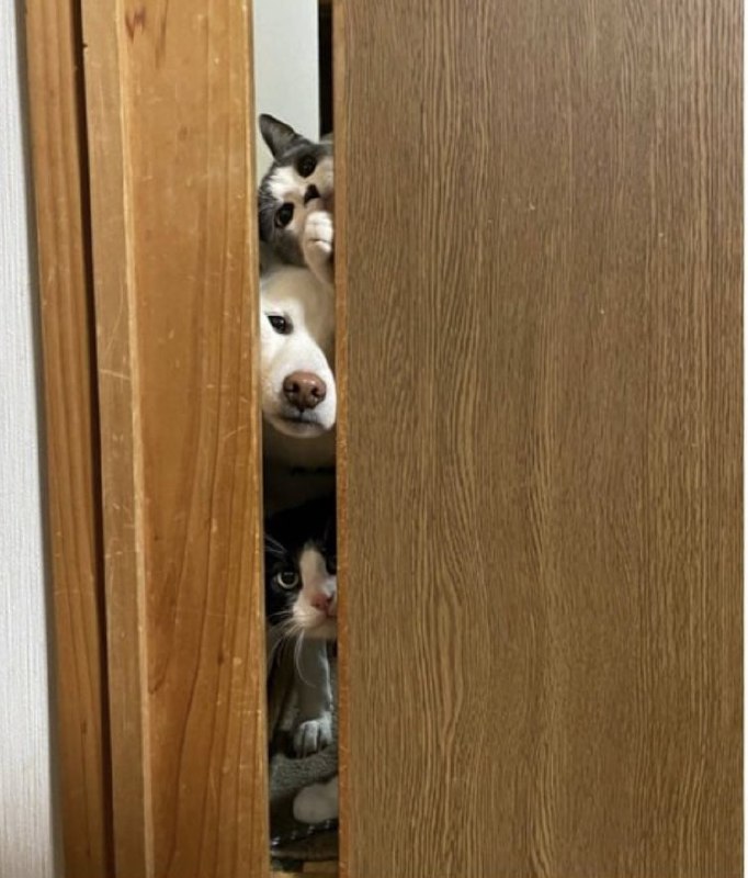 #猫猫 #狗狗