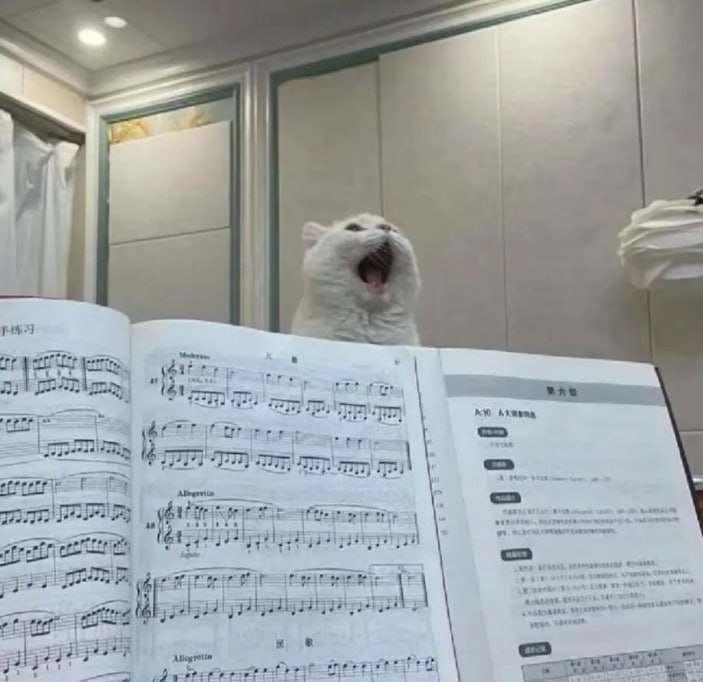 #猫猫