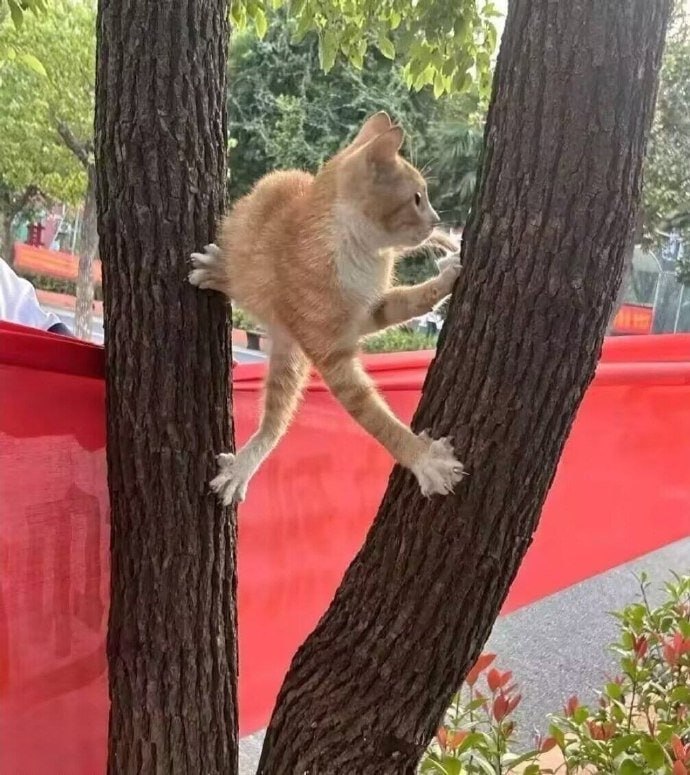 #猫猫
