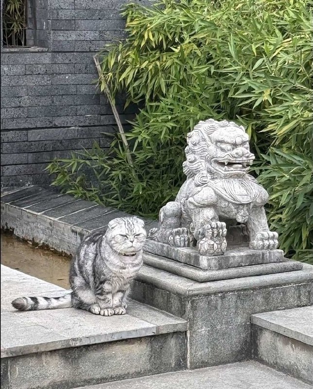 #猫猫