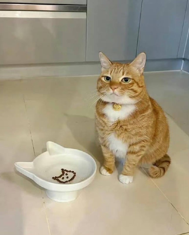 #猫猫