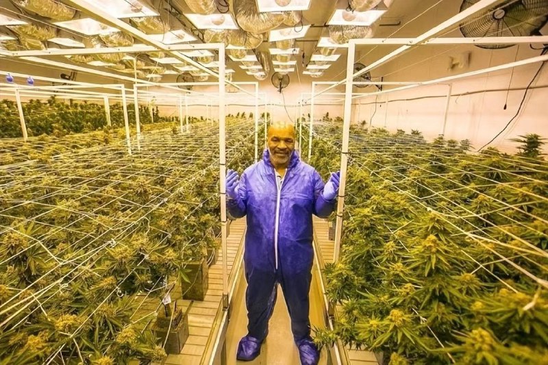 ”迈克咬“大麻软糖由迈克泰森的大麻牧场新鲜推出，目前加州有售