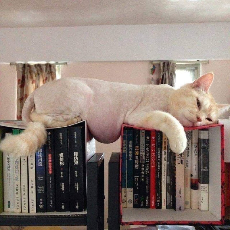 #猫猫