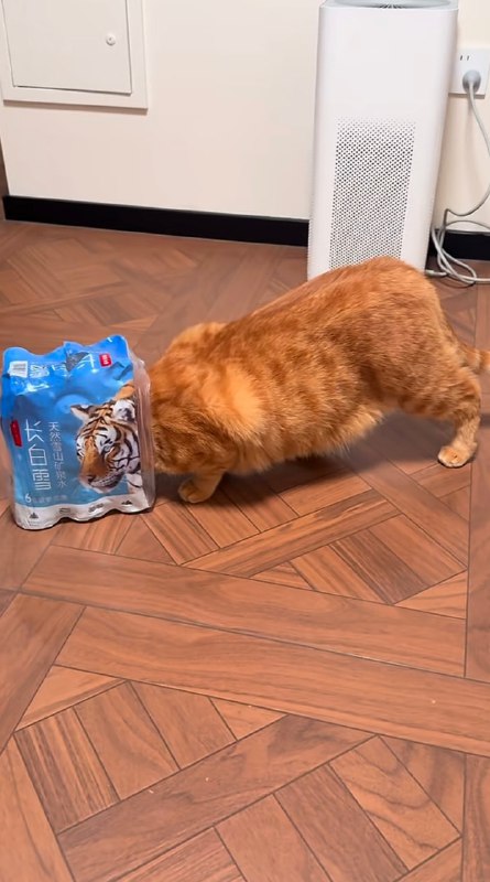 #猫猫