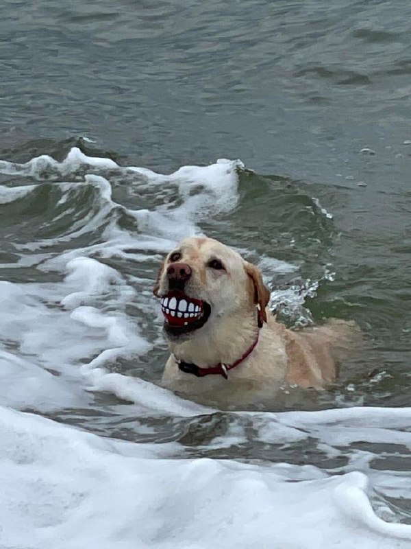 😁#狗狗😁#狗狗