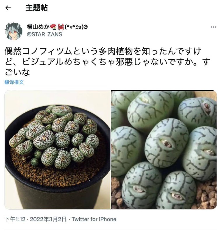 偶然知道了一种叫做墨小锥的多肉植物，视觉上看起来也太邪恶了吧偶然知道了一种叫做墨小锥的多肉植物，视觉上看起来也太邪恶了吧