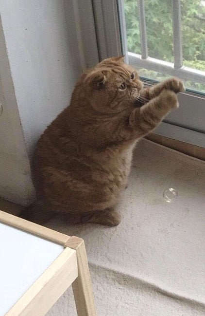 #猫猫#猫猫