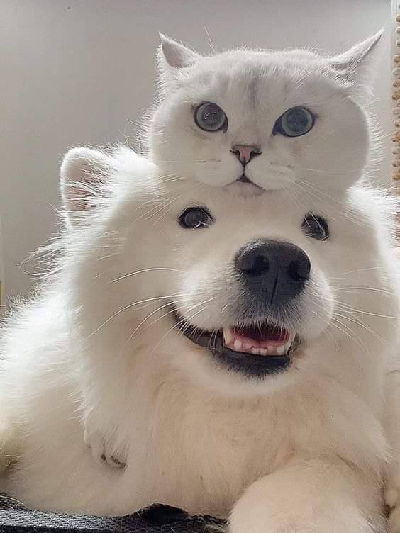#猫猫 #狗狗