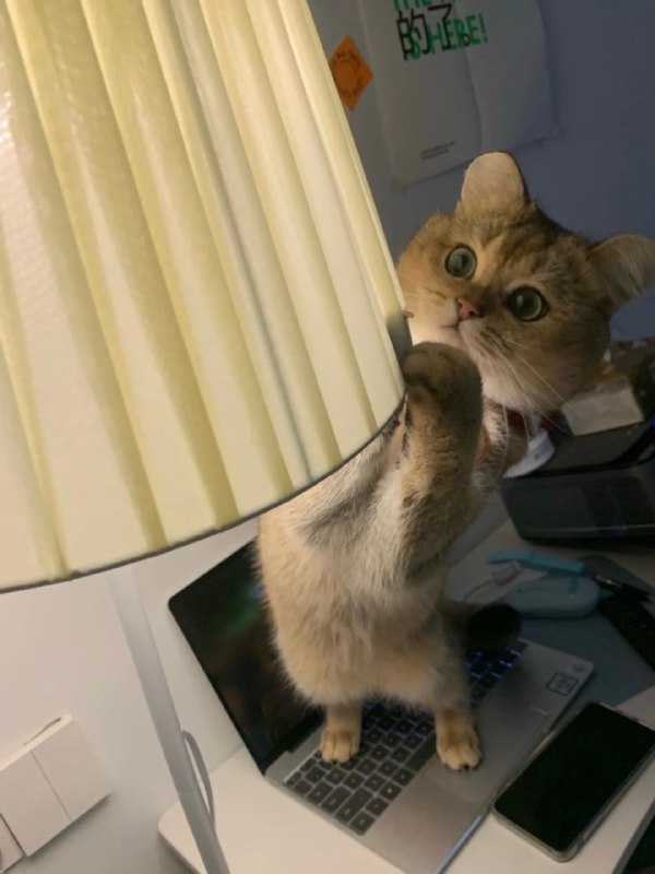 电 工 使 者#猫猫电 工 使 者#猫猫