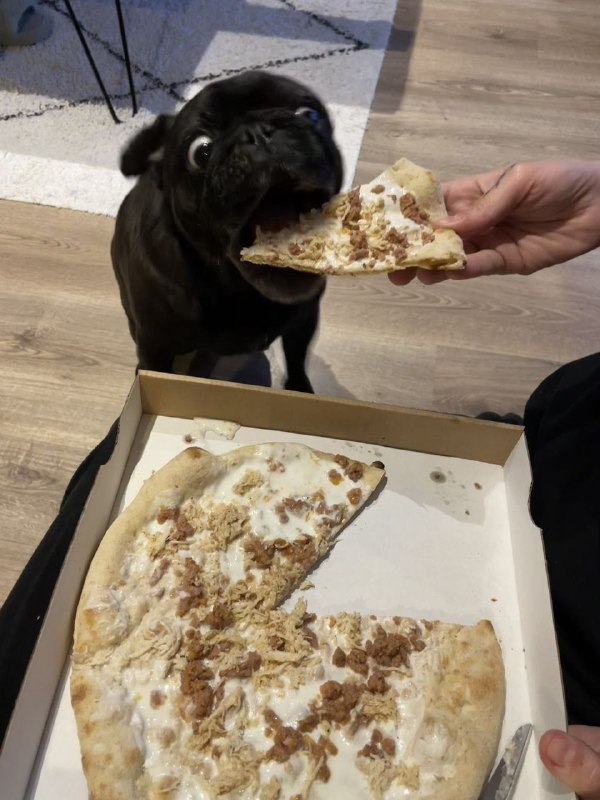#狗狗#狗狗