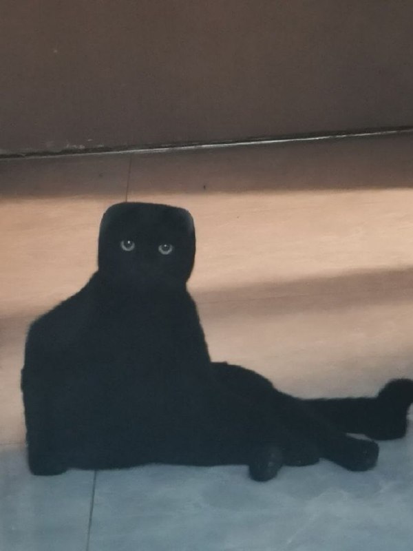 末影喵？😮#猫猫