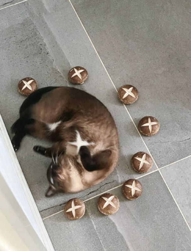 #猫猫