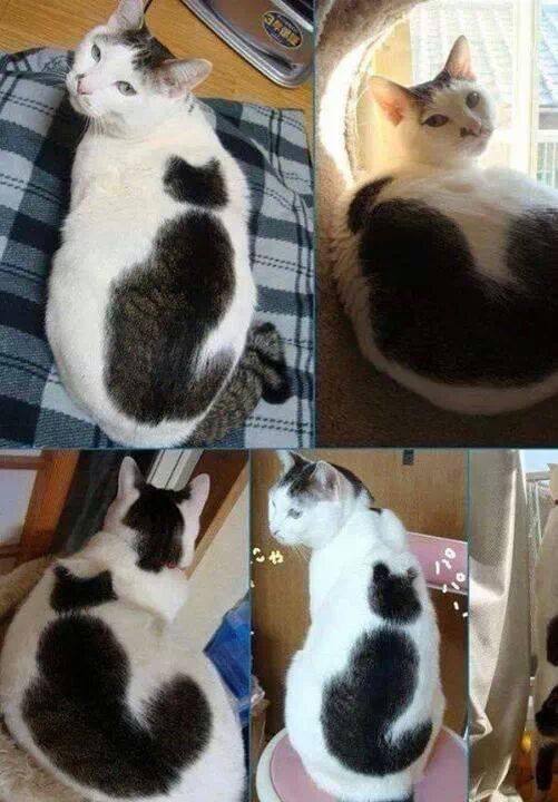 #猫猫