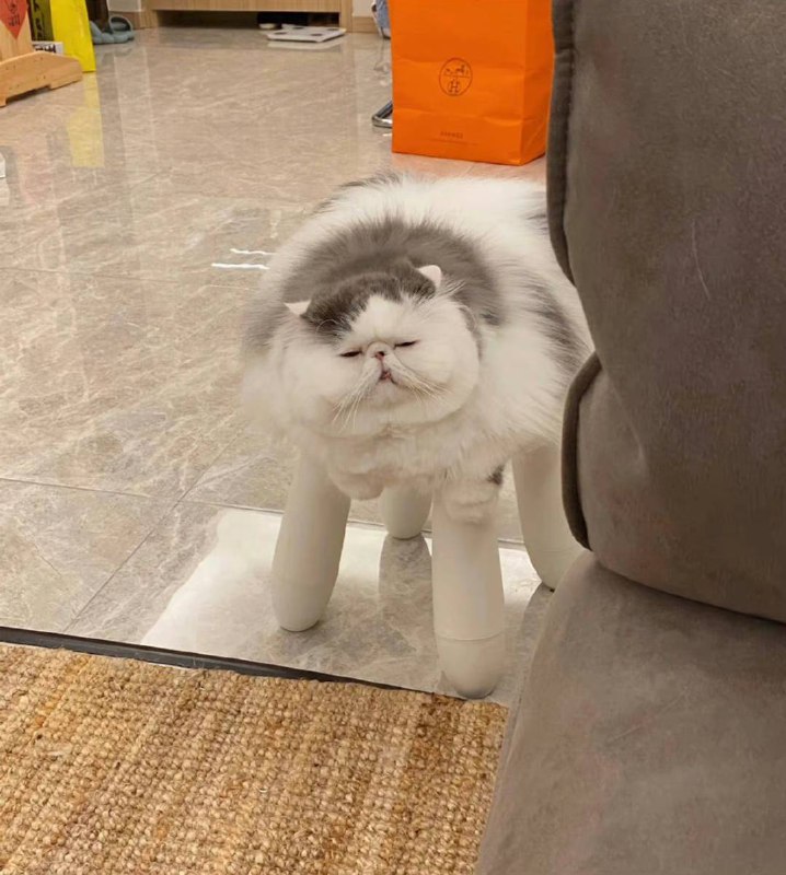 #猫猫
