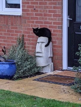 飞机头🗿#猫猫