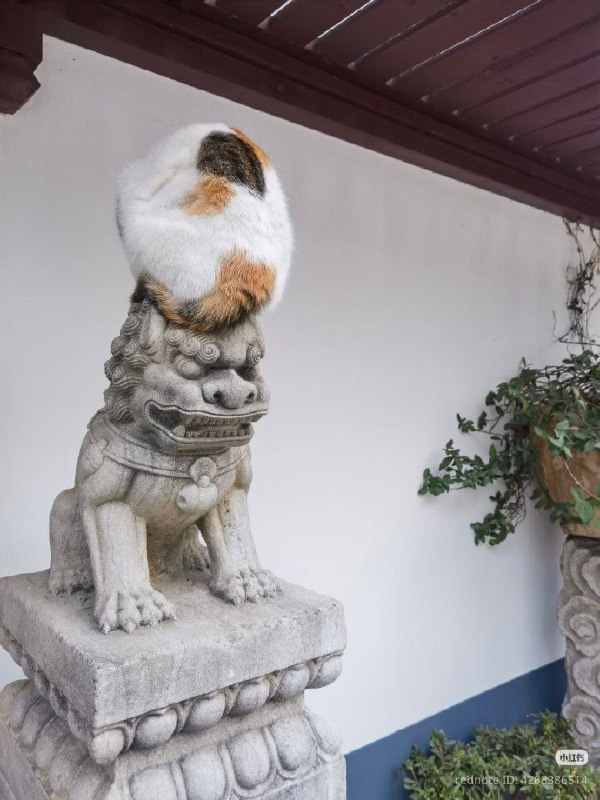 #猫猫