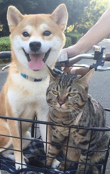 #猫猫 #狗狗