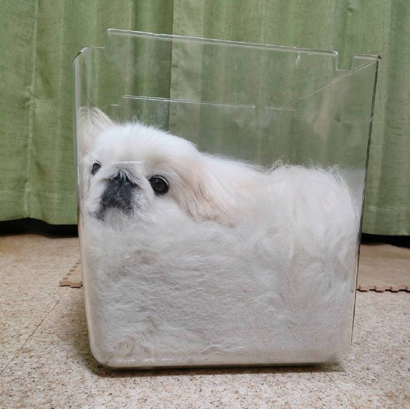 狗狗也可以是液体做的#狗狗狗狗也可以是液体做的#狗狗
