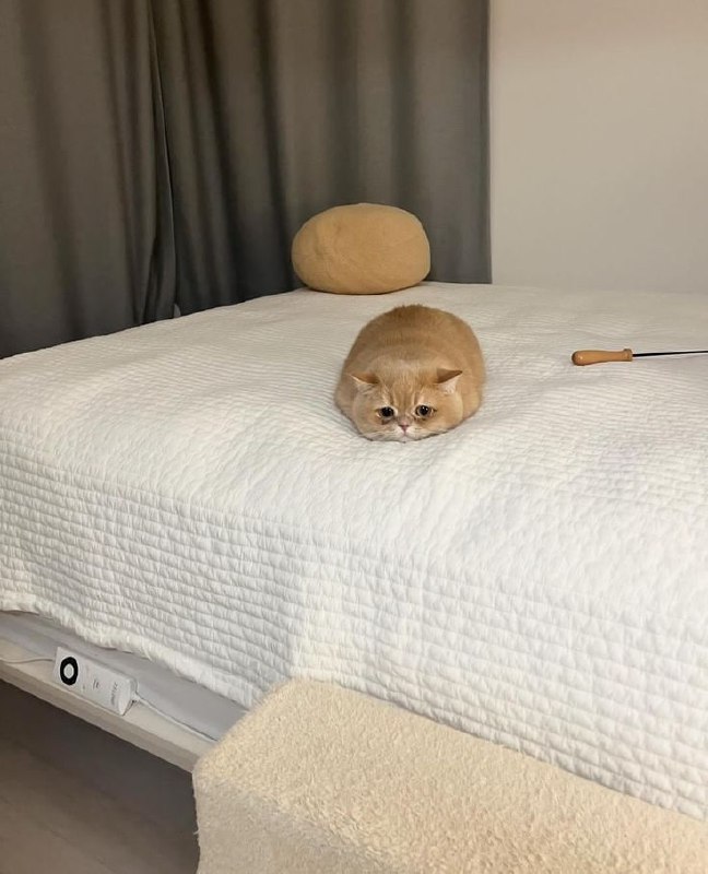 #猫猫