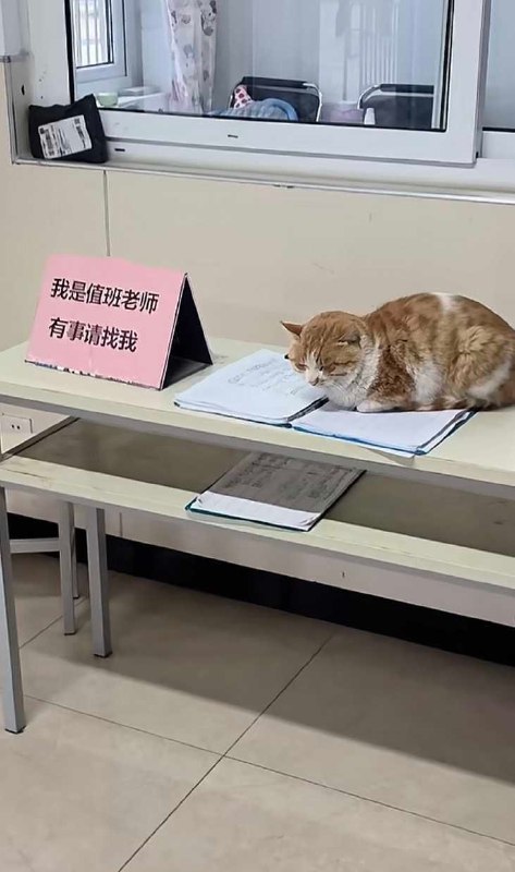 #猫猫