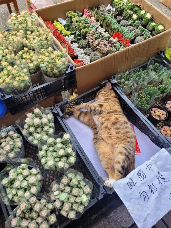 #猫猫