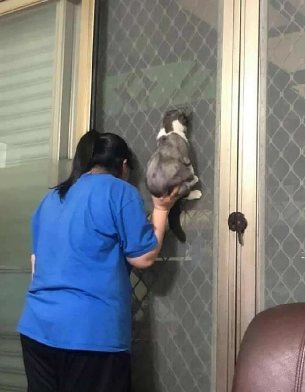 #猫猫