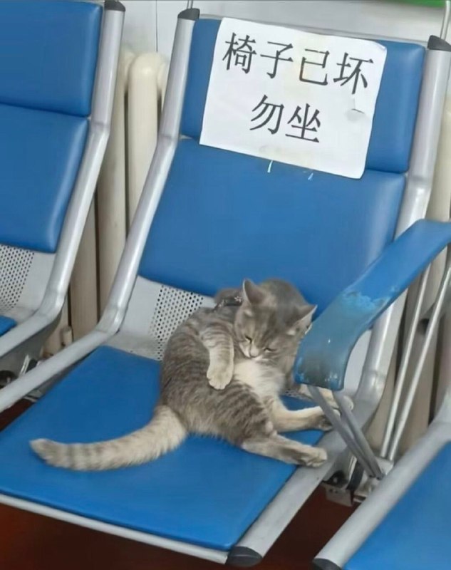 喵