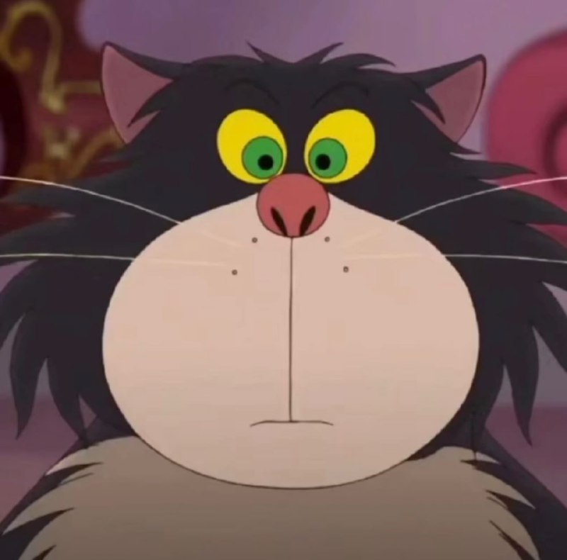 #猫猫#猫猫