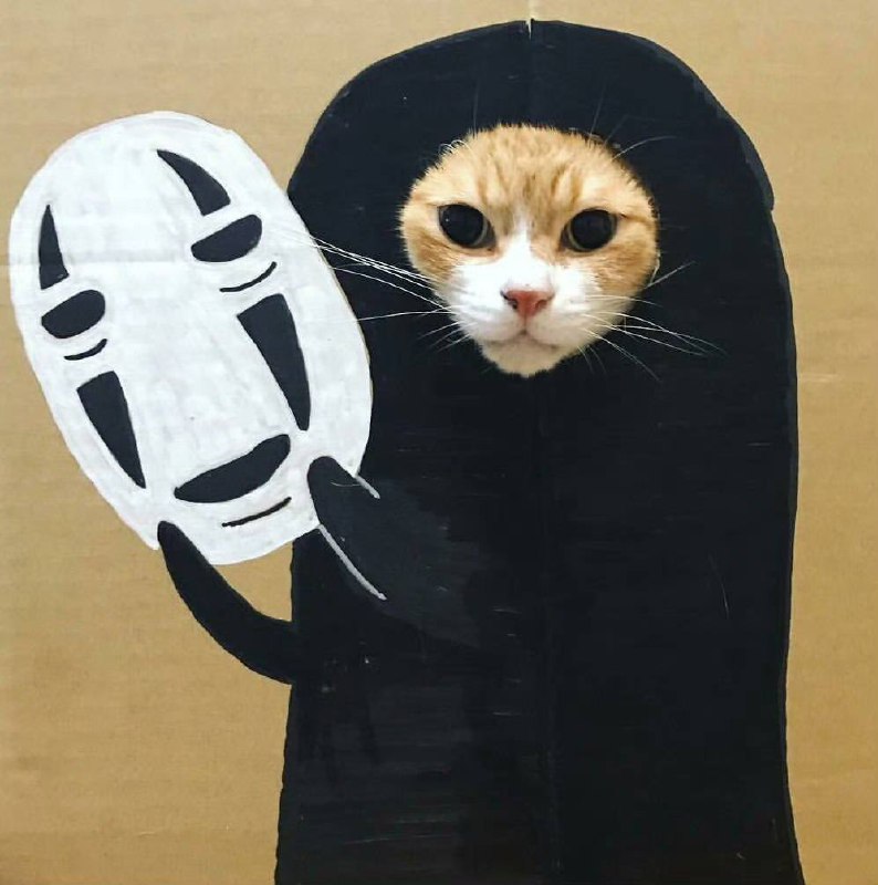 #猫猫