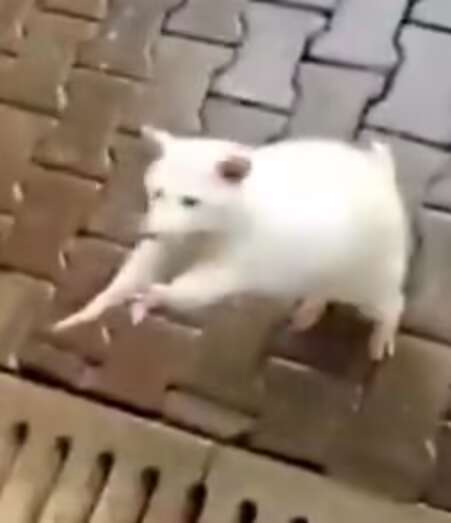 …………