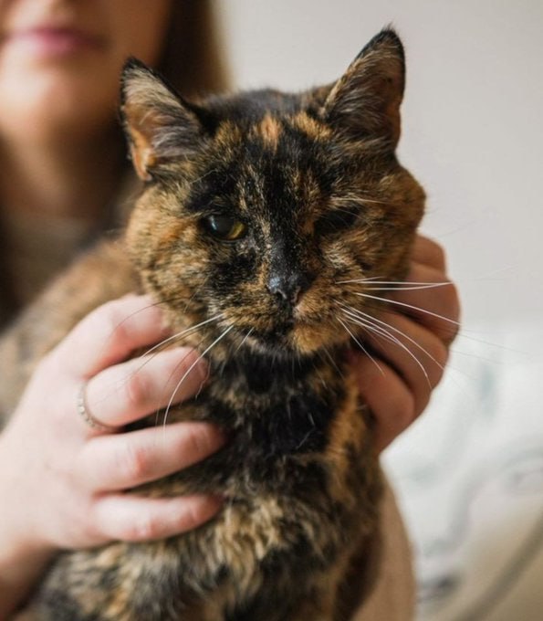 这只叫弗洛西（Flossie）的猫咪今天迎来 30 岁生日，还拥有吉尼斯世界纪录认证的 “在世最长寿猫” 头衔