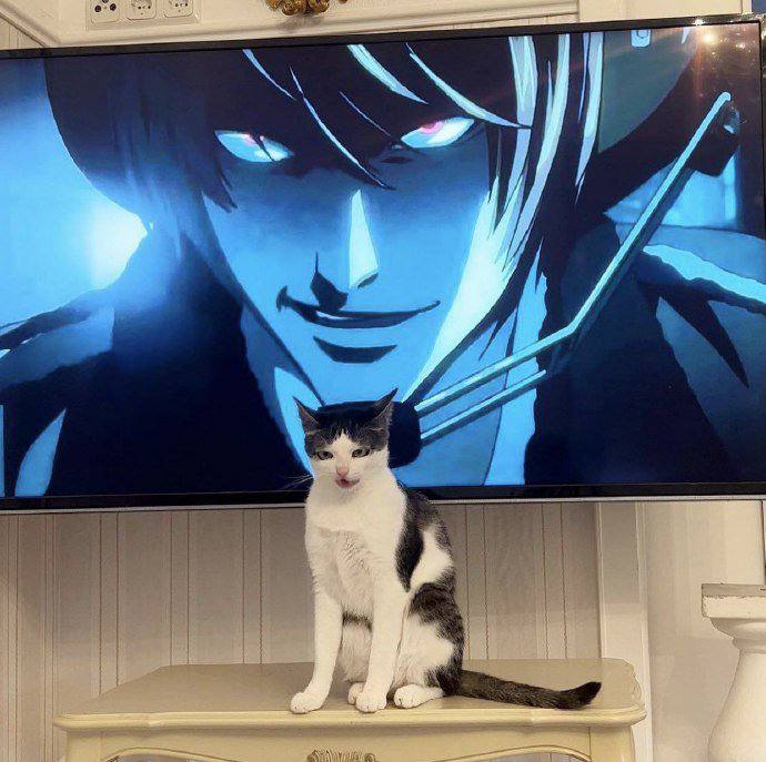 #猫猫#猫猫