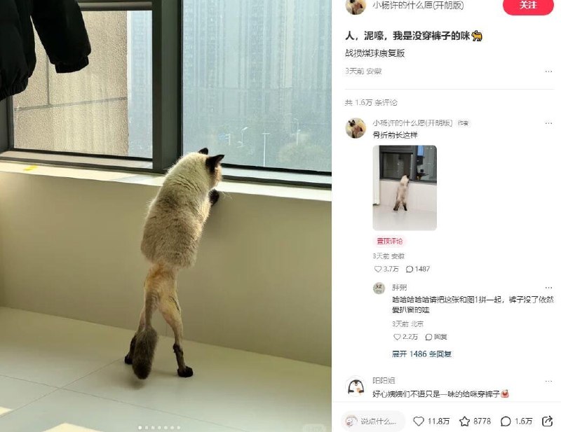 没穿裤子🙃