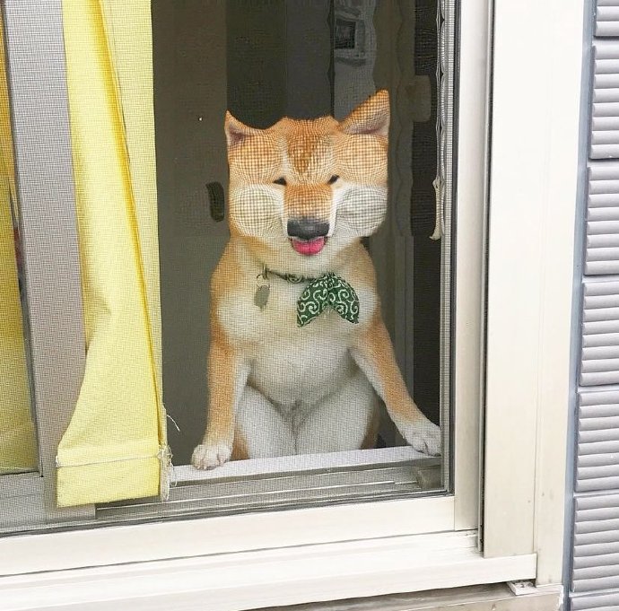 #狗狗