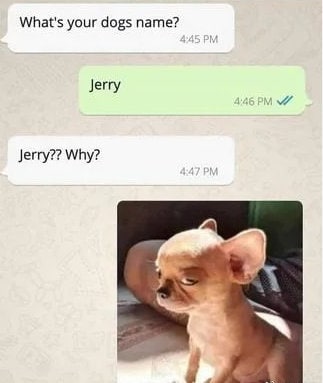 长得像杰瑞的狗狗