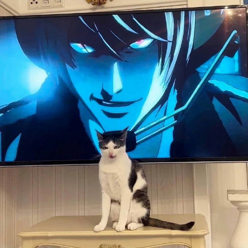 #猫猫