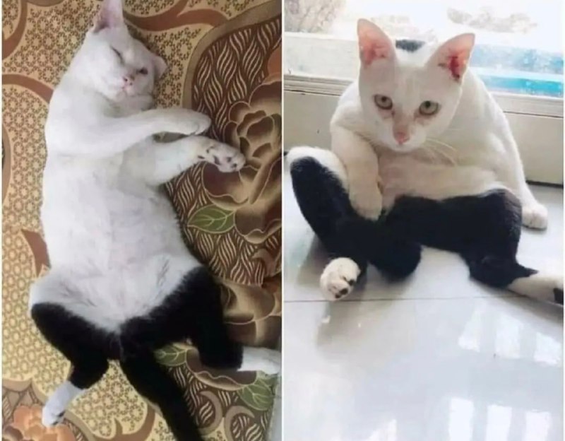 穿秋裤的猫 #猫猫